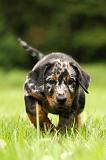 BEAUCERON - PUPPIES 310